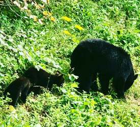 Black Bear and Cubs at Big Meadows Lodge in Shenandoah National Park